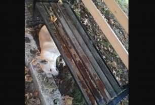Καρδίτσα: Με φόλες δηλητηρίασε αδέσποτα σκυλιά στο προαύλιο του Παραρτήματος Αποθεραπείας και Αποκατάστασης Παιδιών με Αναπηρίες