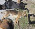 Κορινθία: Έξι σκυλιά νεκρά από φόλες στο Καρμπουνάρι Λουτρακίου (βίντεο)