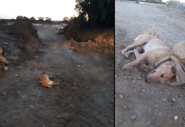 Ηράκλειο Κρήτης: Ακόμα και στον υδροβιότοπο της Καταλυκής δηλητηριάζουν ζώα με φόλες