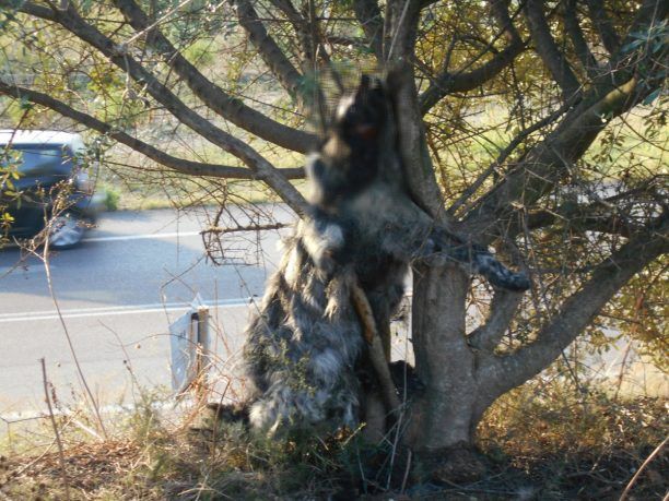 Κρέμασε σκύλο σε δέντρο δίπλα από το 1ο Δημοτικό Σχολείο Κάτω Αχαΐας