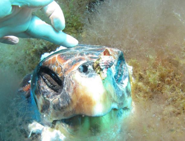 Βρήκε θαλάσσια χελώνα αποκεφαλισμένη και διαμελισμένη κοντά στην Κέα