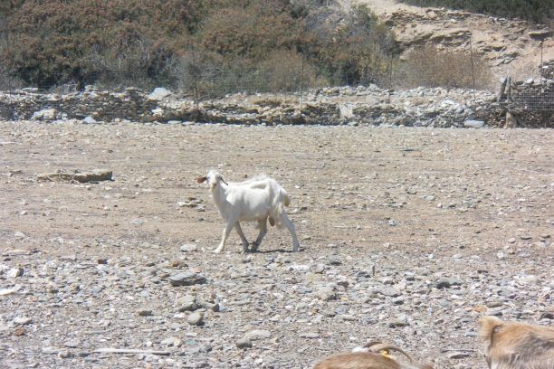 Τουρίστρια κατήγγειλε στην Εισαγγελία Σύρου την κακοποίηση ζώων (γαϊδουριών, προβάτων, κατσικιών) στην Κύθνο