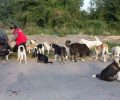 Έκκληση για δεκάδες αδέσποτα σκυλιά που είναι χωρίς τροφή σε εγκαταλελειμμένο λατομείο στην Κοζάνη (βίντεο)