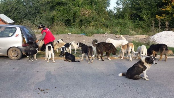 Έκκληση για δεκάδες αδέσποτα σκυλιά που είναι χωρίς τροφή σε εγκαταλελειμμένο λατομείο στην Κοζάνη (βίντεο)
