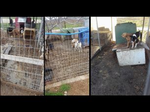Τραγικές συνθήκες διαβίωσης για 400 έγκλειστα σκυλιά στο Δημοτικό Κυνοκομείο Κομοτηνής