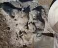 Πέταξε 9 κουτάβια ζωντανά μαζί με τα μπάζα στα σκουπίδια στο Λαγονήσι Αττικής (βίντεο)