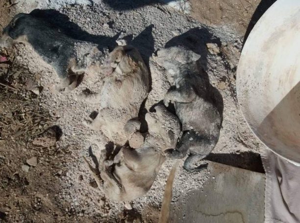 Πέταξε 9 κουτάβια ζωντανά μαζί με τα μπάζα στα σκουπίδια στο Λαγονήσι Αττικής (βίντεο)