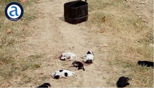 Βρήκε 7 κουτάβια αποκεφαλισμένα κοντά στο χωριό Λαμπρό Ροδόπης