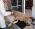 Σε κρίσιμη κατάσταση ο σκύλος που πυροβολήθηκε στα Λέτρινα Ηλείας (βίντεο)