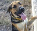 Βρέθηκε σκύλος με κίτρινο περιλαίμιο στην Αρτέμιδα (Λούτσα) Αττικής