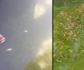 Δεκάδες ψάρια νεκρά σε τεχνητή λίμνη στο Δάσος Συγγρού στο Μαρούσι Αττικής
