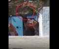 Άνδρoς: Μουλάρι με δεμένο το κεφάλι ψηλά κακοποιείται στο χωριό Πιτροφός (βίντεο)