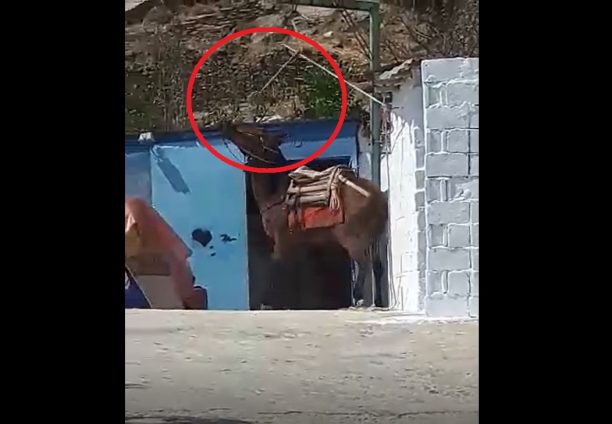 Άνδρoς: Μουλάρι με δεμένο το κεφάλι ψηλά κακοποιείται στο χωριό Πιτροφός (βίντεο)