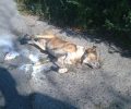 Καταγγέλλει τη δηλητηρίαση του σκύλου του με φόλα στη Μπανίκοβη Γαλάτιστας στη Χαλκιδική