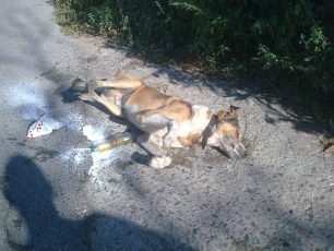 Καταγγέλλει τη δηλητηρίαση του σκύλου του με φόλα στη Μπανίκοβη Γαλάτιστας στη Χαλκιδική