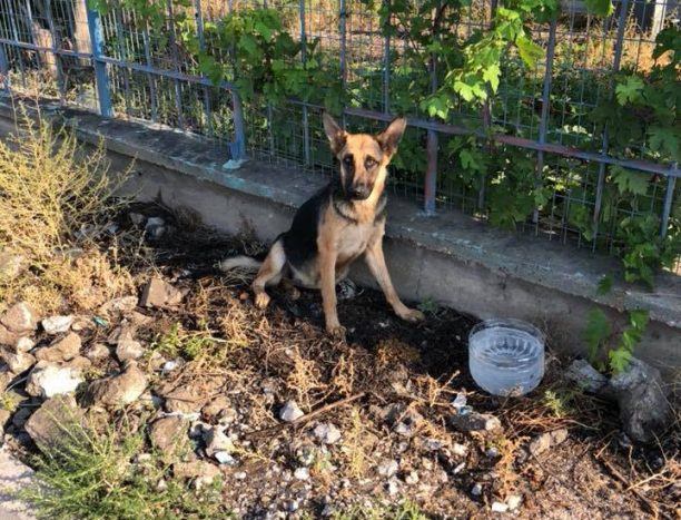Έκκληση για τη φιλοξενία του σκελετωμένου σκύλου που βρέθηκε υποσιτισμένος στα Οινόφυτα Βοιωτίας