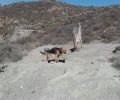 Ηράκλειο Κρήτης: Βοσκός εξαφάνισε τα σκυλιά που κακοποιούσε στην Παναγία Πεδιάδος