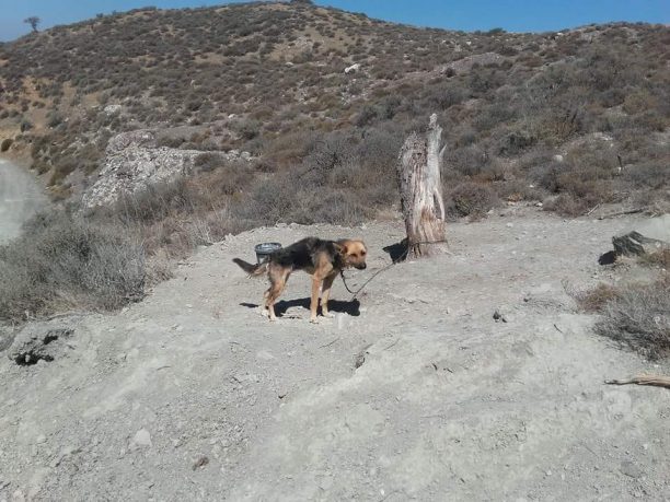 Ηράκλειο Κρήτης: Βοσκός εξαφάνισε τα σκυλιά που κακοποιούσε στην Παναγία Πεδιάδος