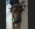 Έκκληση για να καλυφθούν τα έξοδα περίθαλψης του άρρωστου σκύλου που βρέθηκε πυροβολημένος στον Πύργο Ηλείας