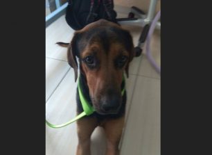 Ο πυροβολημένος σκύλος που βρέθηκε στο Κατάκολο Ηλείας χρειάζεται τη βοήθεια μας για τη θεραπεία του