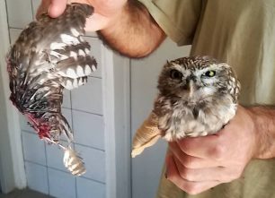 Τρία πουλιά είδη υπό προστασία πυροβολημένα από κυνηγούς σε Νάξο, Σύρο, Μύκονο έφτασαν για νοσηλεία στην Πάρο