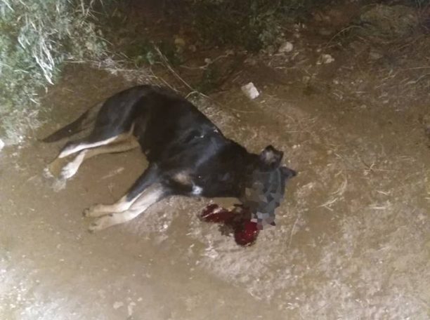 Ακόμα έναν σκύλο σκότωσε πυροβολώντας τον στο κεφάλι ο μανιακός που εκτελεί αδέσποτα στη Ραφήνα Αττικής
