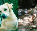 Με φόλα δηλητηριασμένα ψαροκόκαλα σκότωσε τον σκύλο στη Νέα Μάκρη Αττικής