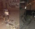 Αθήνα: Έδειρε τον σκύλο της και τον εγκατέλειψε επί της οδού Νοταρά στα Εξάρχεια