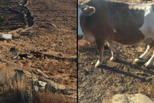 Αγελάδες με δεμένα τα πόδια όλη μέρα στον ήλιο χωρίς νερό στη Σέριφο (βίντεο)