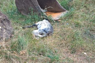 Δεκάδες ζώα νεκρά από φόλες στη Σιάτιστα Κοζάνης