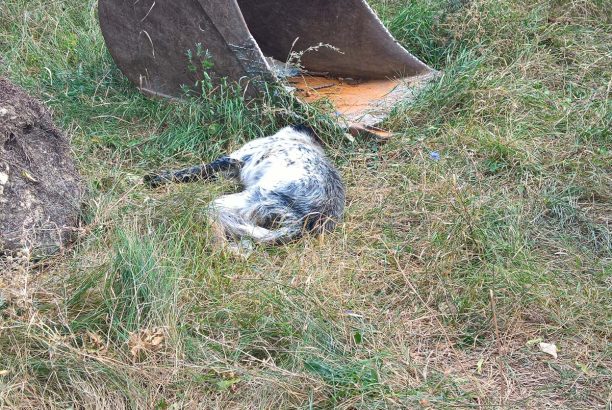 Δεκάδες ζώα νεκρά από φόλες στη Σιάτιστα Κοζάνης
