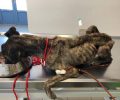 Βρήκε τον σκύλο σκελετωμένο ετοιμοθάνατο από την ασιτία στο Υστέρνι της Πάρου