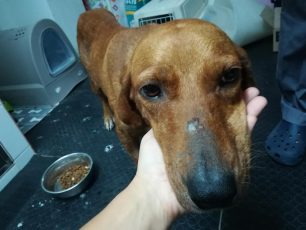 Υιοθετήθηκε - Βρέθηκε θηλυκός σκύλος στον Νέο Κόσμο της Αθήνας