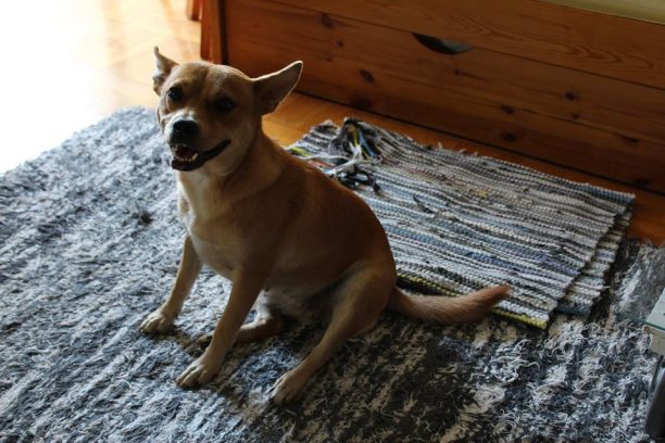 Βρέθηκε θηλυκός σκύλος στο Χαλάνδρι Αττικής