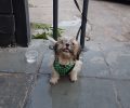 Αθήνα: Βρήκε μικρόσωμο σκύλο στην οδό Δράκοντος στην Κολοκυνθού