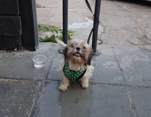 Αθήνα: Βρήκε μικρόσωμο σκύλο στην οδό Δράκοντος στην Κολοκυνθού