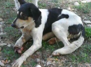 Αναζητούν τον σκύλο που περιφέρεται με κομμένο πόδι στην Πλαταριά Θεσπρωτίας