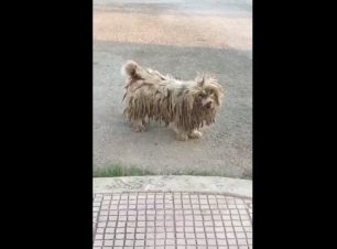 Αιτωλοακαρνανία: Έκκληση για τη σωτηρία του εξαθλιωμένου σκύλου που βρίσκεται στον Άγιο Νικόλαο Βόνιτσας