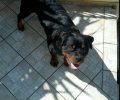 Βρέθηκε - Χάθηκε σκύλος αρσενικό Ροτβάιλερ στο Κόκκινο Λιμανάκι Ραφήνας