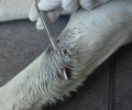 Αναμένεται η δίκη του αστυνομικού που πυροβόλησε οικόσιτο σκύλο στον Ταύρο Αττικής