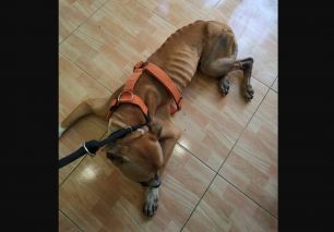 Θεσσαλονίκη: Συνελήφθη ο άνδρας που κακοποιούσε τον σκελετωμένο σκύλο του  