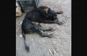 Έκκληση για τη σωτηρία του σκύλου που κείτεται αβοήθητος και τραυματισμένος στην περιοχή Αγίου Ιωάννη Ρέντη στην Αττική
