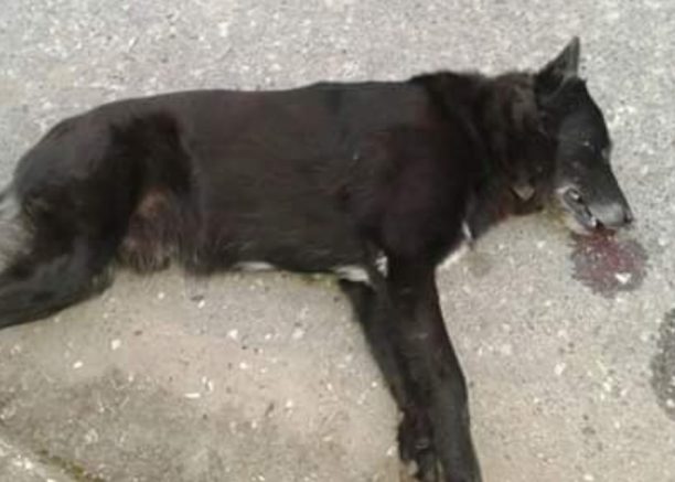 Βρήκαν τον αδέσποτο σκύλο που φρόντιζαν νεκρό από φόλα στην περιοχή Αγία Μονή στα Τρίκαλα Θεσσαλίας