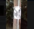 Θεσσαλία: Κόλλησε αφίσες που απαγορεύουν την αφόδευση των σκυλιών σε πλατεία των Τρικάλων