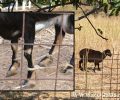 Βουλευτές του ΣΥ.ΡΙΖ.Α. στις Κυκλάδες υποστηρίζουν ότι η παστούρα δεν είναι βασανιστήριο για τα ζώα και ζητούν να μην διώκονται οι δράστες (βίντεο)