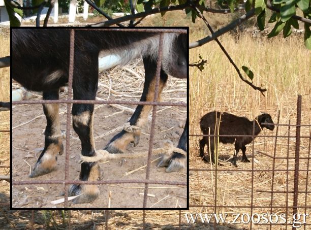 Βουλευτές του ΣΥ.ΡΙΖ.Α. στις Κυκλάδες υποστηρίζουν ότι η παστούρα δεν είναι βασανιστήριο για τα ζώα και ζητούν να μην διώκονται οι δράστες (βίντεο)