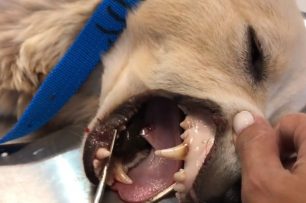 Ωρωπός Αττικής: Βδέλλες αφαίμαξαν τον σκύλο (βίντεο)