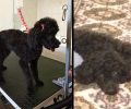 Χάθηκε στη θάλασσα θηλυκό μαύρο σκυλί Κανίς Πούντλ στο Μάτι Αττικής