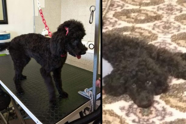 Χάθηκε στη θάλασσα θηλυκό μαύρο σκυλί Κανίς Πούντλ στο Μάτι Αττικής