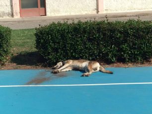 Δύο σκυλιά νεκρά από φόλες στο Αγρίνιο Αιτωλοακαρνανίας